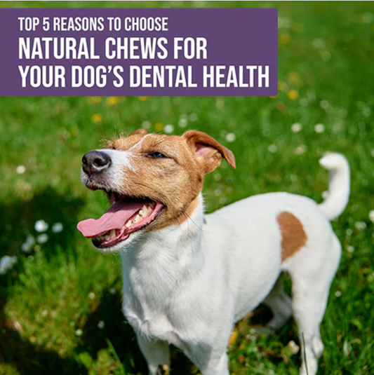 Top 5 Reasons to Choose Natural Palz&Co Chews for Your Dogโs Dental Health
